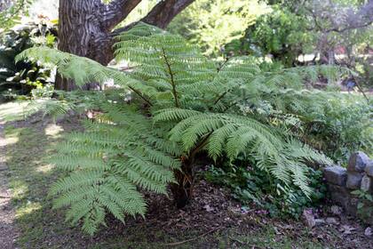 Un ejemplar de la colección de helechos de Jardín Botánico, el Alsophila australis.