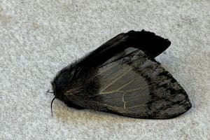 Alerta en la zona norte de Bueno Aires por la aparición de polillas negras que causan brotes y alergias