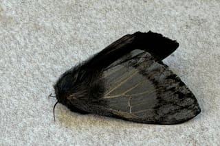 Alerta en la zona norte de Buenos Aires por polillas negras que causan brotes y alergias