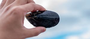 El negocio productivo que en la Argentina se posiciona como potencia