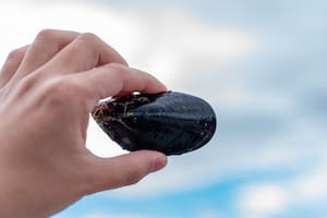 El negocio productivo que en la Argentina se posiciona como potencia