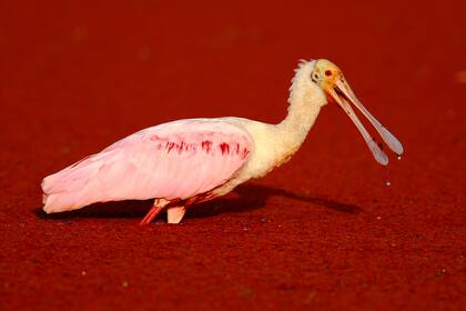 Un ejemplar de patalea ajaja.