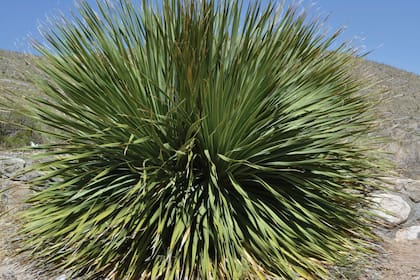Un ejemplar de Yucca filamentosa