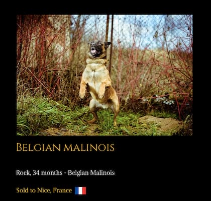 Un ejemplar del perro raza "belga malinois". Captura: Sitio oficial Elite Protection Dogs