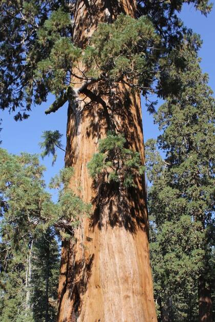 Un ejemplar del Sequoia National Park, en California