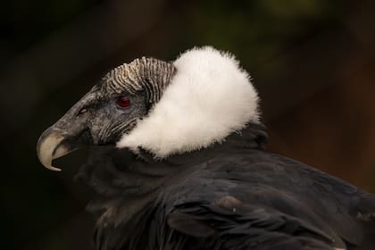 Un ejemplar en primer plano en la costa atlántica patagónica