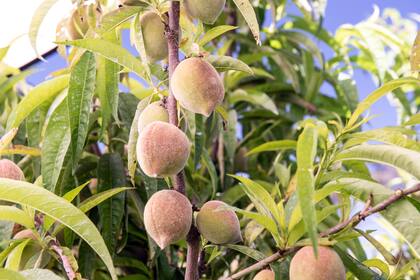 Un ejemplo de duraznero bien raleado, con una cantidad de fruta equilibrada y alternando una de cada lado.