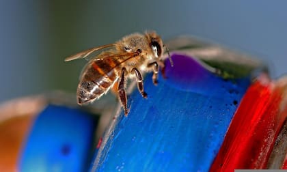 Un enjambre de abejas africanas atacó al joven estadounidense