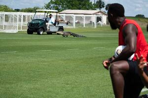 Impactante: un cocodrilo se metió en el entrenamiento de un equipo