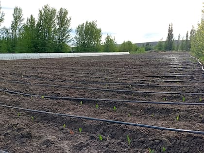 Un ensayo experimental de siembra de híbrido de maíz en Perito Moreno, Santa Cruz