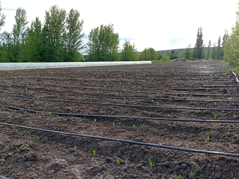 Maíz en el extremo sur: ensayos del INTA buscan correr la frontera agrícola hasta Santa Cruz