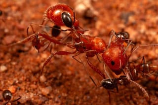 Una hormiga se sube a otra y le ofrece “servicio de limpieza”: el hallazgo científico en el desierto