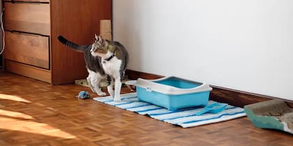 Un entorno sucio puede estresar al felino