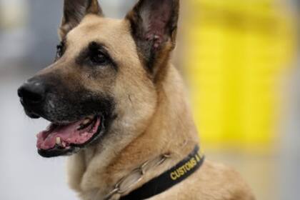 Un equipo canino entrenado ayudó a identificar la presencia de metanfetamina entre los vegetales