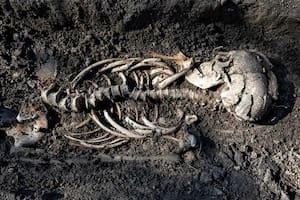 Un equipo de arqueólogos halló siete tumbas vikingas que datan del año 900