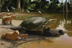 Hallaron los restos de una tortuga gigante del Amazonas que vivió hace 12.000 años