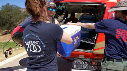 Un equipo de expertos del zoológico trasladó la rana de patas amarillas número 1000 en helicóptero, junto a otros 42 ejemplares, hasta el Lago Laurel, ubicado en el Parque Nacional Sequoia y Kings Canyon