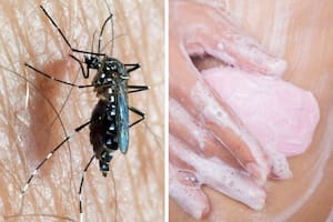 Cómo el jabón que usamos puede atraer en mayor medida al mosquito que transmite el dengue