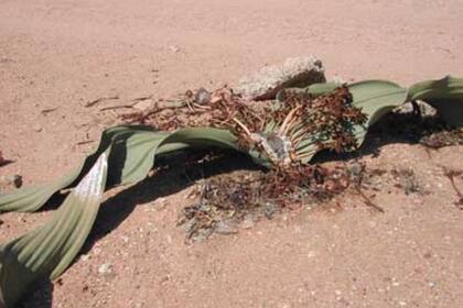 Un equipo de investigadores publicó un nuevo estudio en el que explica algunos de los secretos genéticos de una de las plantas más antiguas del planeta y que puede ayudar a los humanos con un problema latente en el mundo