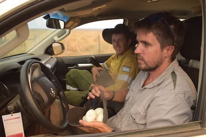 Un equipo de la Fundación Rewilding Argentina rescató un ejemplar de muitu en Yerbalito, Corrientes