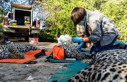 Un equipo de la Fundación Rewilding Argentina les realizará los estudios correspondientes avanzar en su reinserción