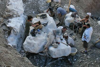 Un equipo de paleontólogos del Museo Egidio Feruglio de Trelew trabajó durante dos años en el Cerro Cóndor, en Chubut
