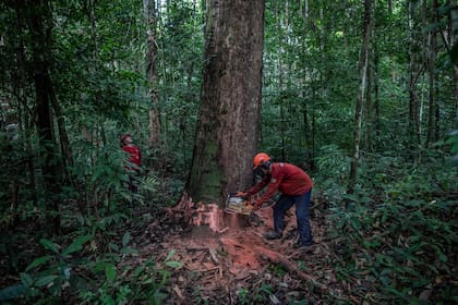 Un equipo de tala derribó una secuoya brasileña en el Bosque Nacional Caxiuanã, en el estado de Pará, en Brasil, en octubre de 2019. Muchos ambientalistas culpan directamente al presidente Jair Bolsonaro por el aumento de la deforestación, citando el despido de funcionarios clave del principal regul
