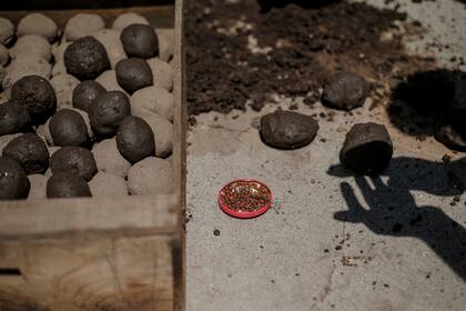 Un equipo de voluntarios liderados Guillermo Diaz Cornejo, director de Sostenibilidad de la ciudad, prepara bombas de semillas para ayudar a la reforestación natural de las zonas afectadas por los incendios en las sierras de Córdoba