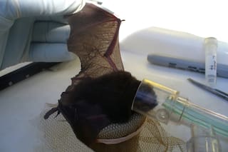 Coronavirus: ¿Cómo surgen las enfermedades emergentes?