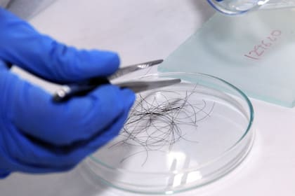 Un equipo internacional, en el que participa el argentino Luciano Valenzuela, del Conicet, mide la presencia de ciertos aminoácidos en el pelo para determinar el tipo de alimentación de una persona