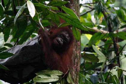 Orangután en la selva tropical de Sabah, Malasia.