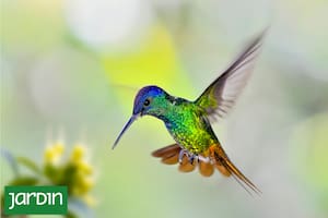 Un espectáculo natural que ocurre a metros de tu casa