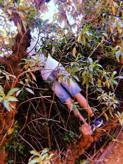 Un espectador en un árbol para ver a Del Potro