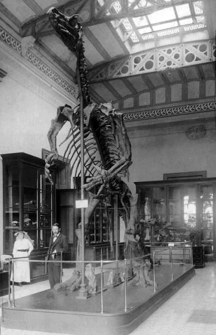 Un esqueleto de dinosaurio, con la característica iluminación cential del Museo de Ciencias Naturales. 1915.