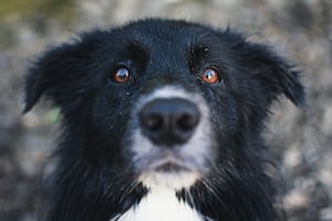 Un estudio confirma que los perros cambiaron el color de sus ojos por los humanos