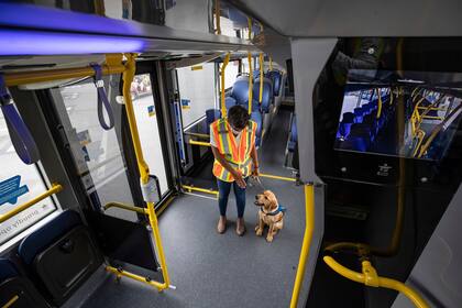 Un estudio alemán comprobó que los perros, por el olfato, pueden diferenciar con mucha facilidad a las personas que están enfermas de coronavirus