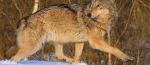 Cómo la zona prohibida de Chernóbil se convirtió en un santuario de vida silvestre