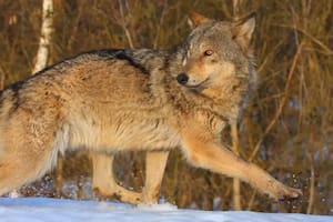 Cómo las zonas prohibidas de Chernóbil y entre las dos Coreas se convirtieron en un santuario de la vida silvestre