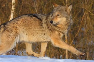 Cómo las zonas prohibidas de Chernóbil y entre las dos Coreas se convirtieron en un santuario de la vida silvestre