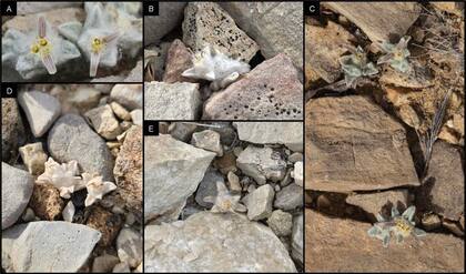 Un estudio publicado en PhytoKeys reveló que la nueva especie pertenece a la subtribu Tetraneurinae, grupo conocido por sus propiedades terapéuticas