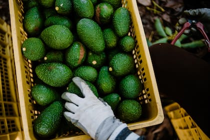 Un estudio reciente mostró cómo el consumo diario de palta mejora el descanso nocturno