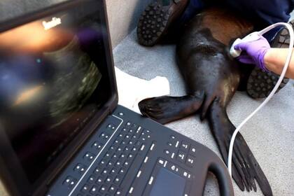 Un estudio reciente vincula el DDT a una forma agresiva de cáncer en los leones marinos