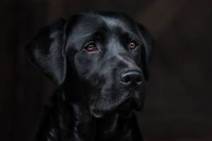 Un estudio reveló la verdad sobre el mito que asegura que los perros pueden percibir la maldad