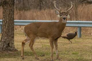 Descubren ciervos infectados con la variante ómicron