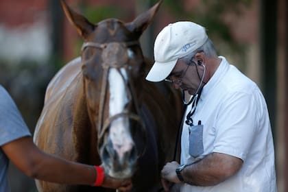 Un examen veterinario a un caballo; según Nachi Heguy, "algunos reciben más cuidados que los propios seres humanos".