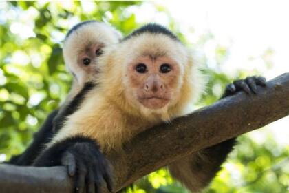 Un experimento con primates reveló que cuando se los sometía a una dieta baja en colesterol, aumentaba su agresividad