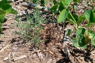 Malezas: alertan por la resistencia de cardo ruso al glifosato