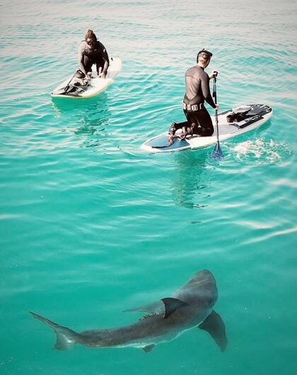 Un experto surfista de California gusta de compartir fotos con tiburones blancos