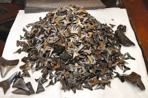 Un explorador encontró una gran cantidad de dientes de tiburón fosilizados en un río de Florida