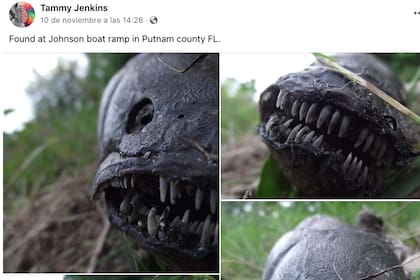 Un extraño pez sorprende en Florida